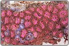TOP 50 Metallic Pink Zoanthids